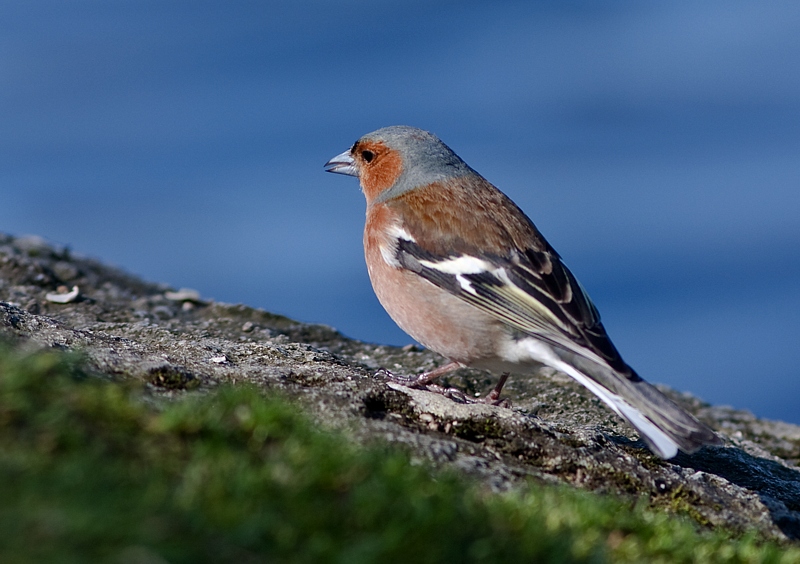 Bokfink - Common Chaffinch (Fringilla coelebs) male.jpg